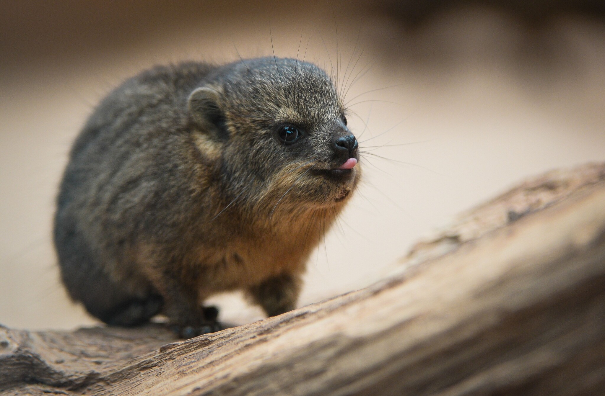 DASSIE ON ROCK