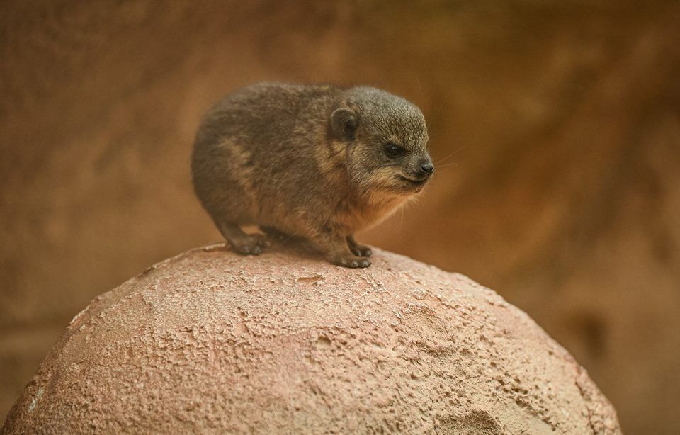 DASSIE SMALL