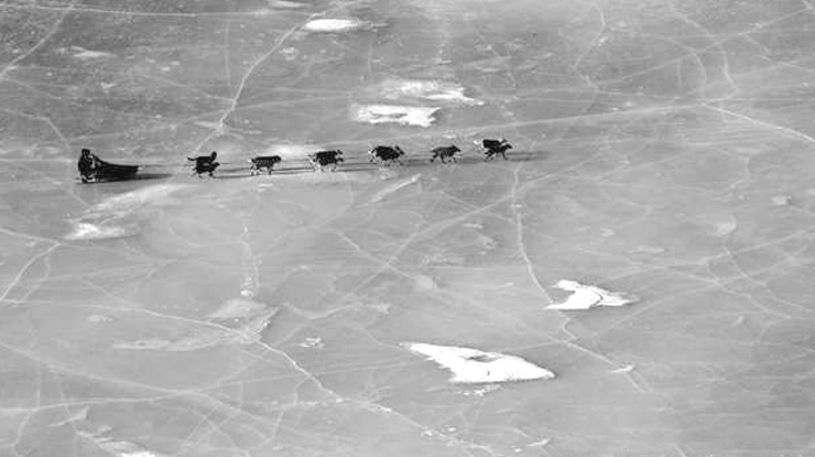 the-seppala-siberian-sleddog