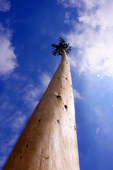 tree to the sky